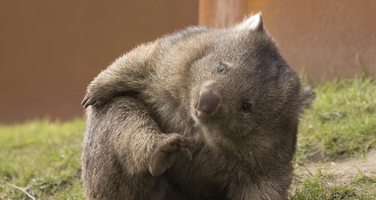 A wombat stands weirdly with its back foot raised.