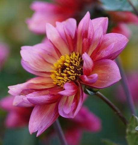 Dahlia Princess Nadine