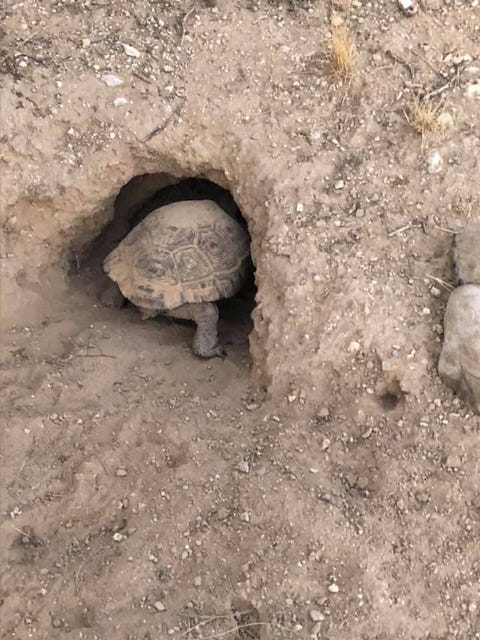 all wildlife and plants are bulldozed without a plan or care to help beings who lose their homes
