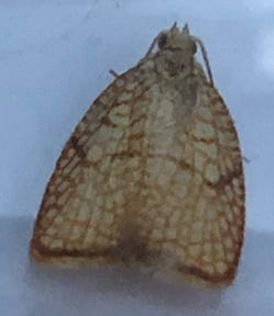 Netted Tortrix (Acleris forsskaleana)