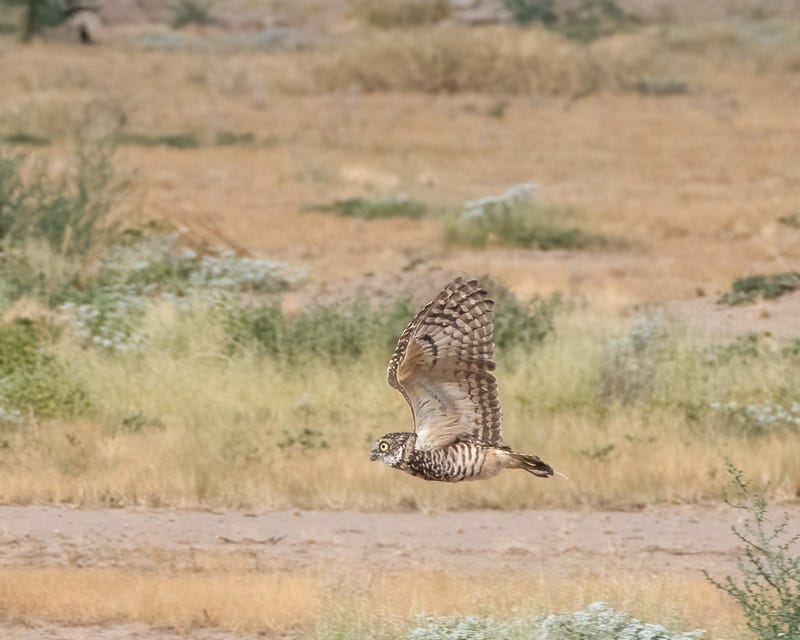 20260825-BurrowingOwl-65-Edit.jpg 20260825-BurrowingOwl-65-Edit.jpg