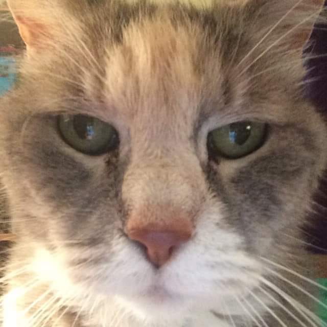 Two pictures of cats. One is a closeup of a lighter tortoiseshell cat, the other is a picture of a grey tortoiseshell cat holding onto someone's thumb with her paws and licking it.