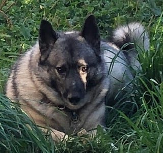 Thora, the Writer Elkhound, lies in wait in deep jade grass.