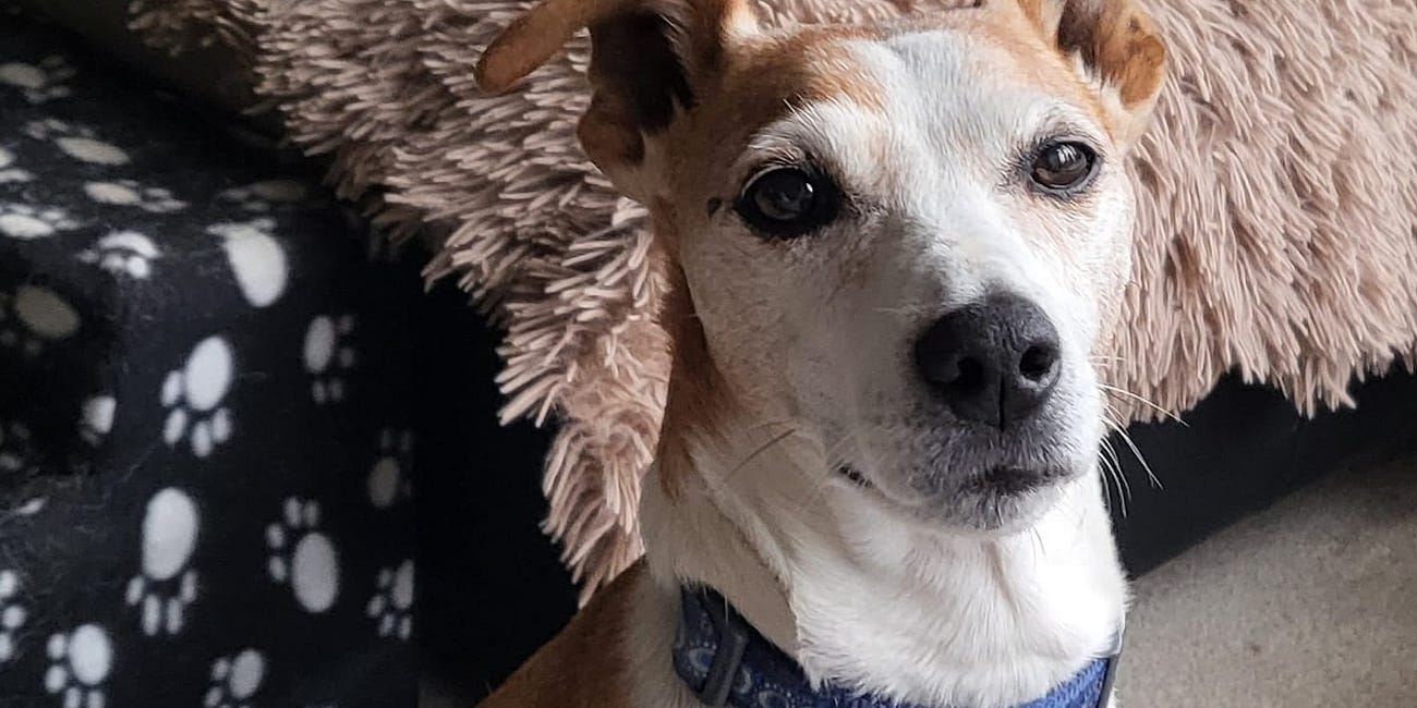 Inside Salisbury: A Waggy Good Christmas Tale