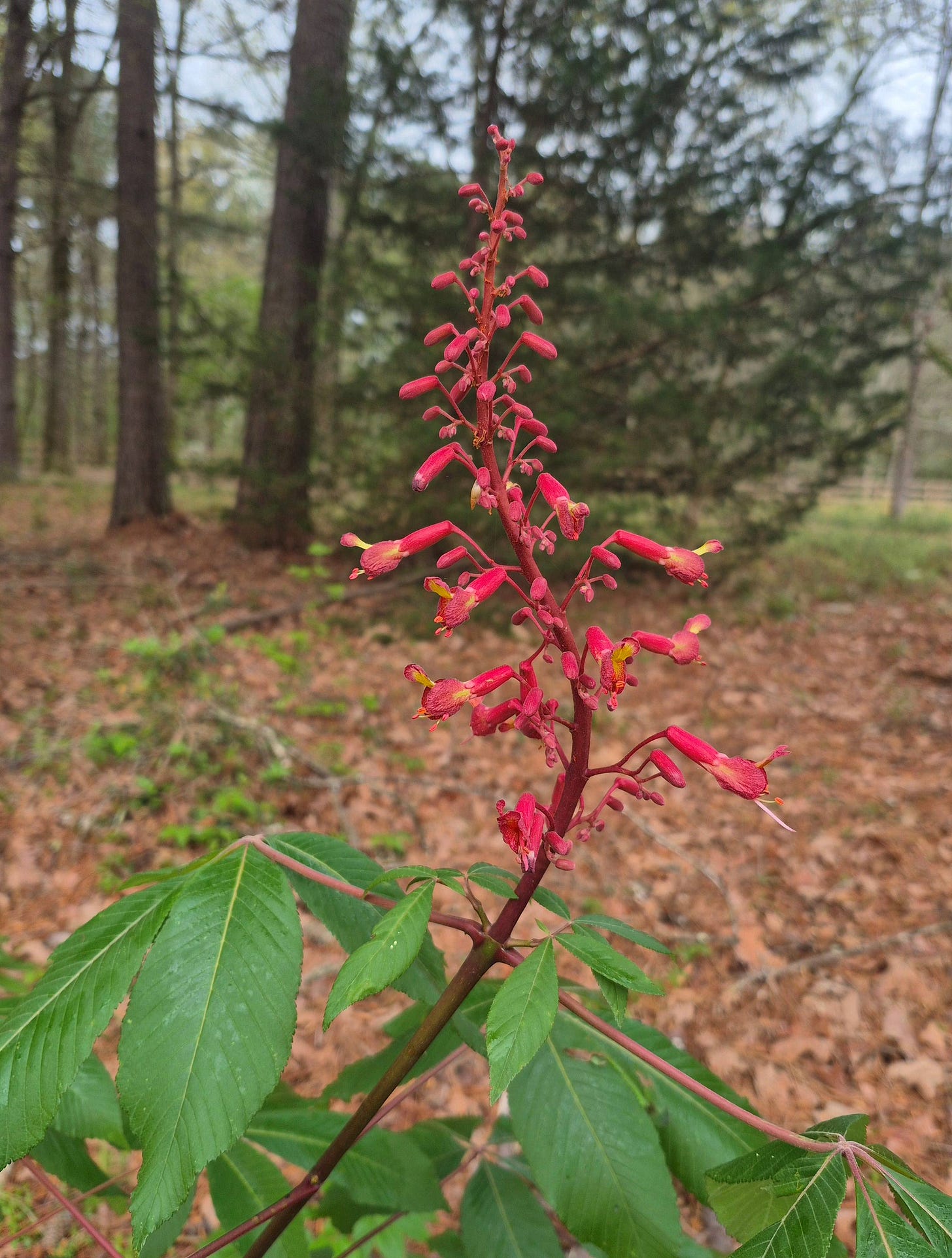 Spire of red blooms on red buckeye tree