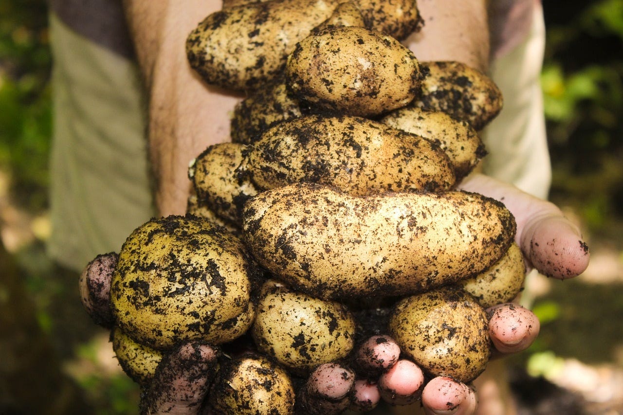 building soil for a thriving garden