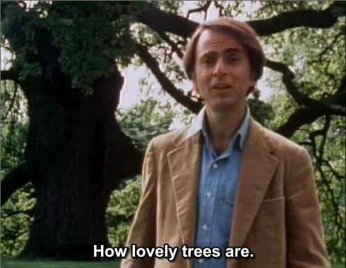 This may contain: a man standing in front of a tree with the caption how lovely trees are