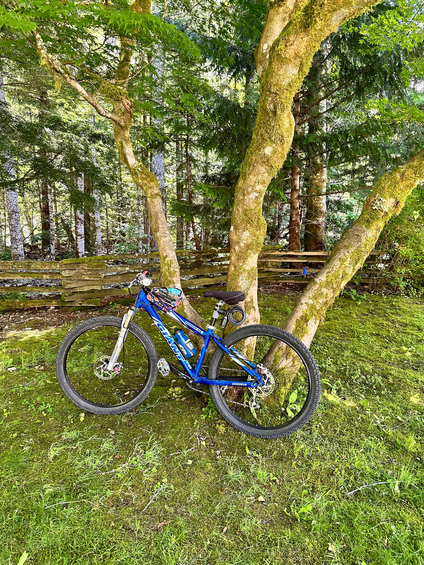 Blue mountain bike leaning against a tree with a wooden fence and more trees in the background.