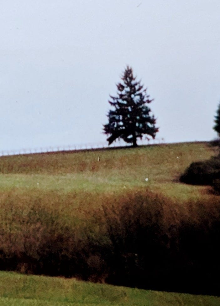 1996 photo of the witness tree on a hillside, the inspiration for the novel. 1996 photo of the witness tree on a hillside, the inspiration for the novel.