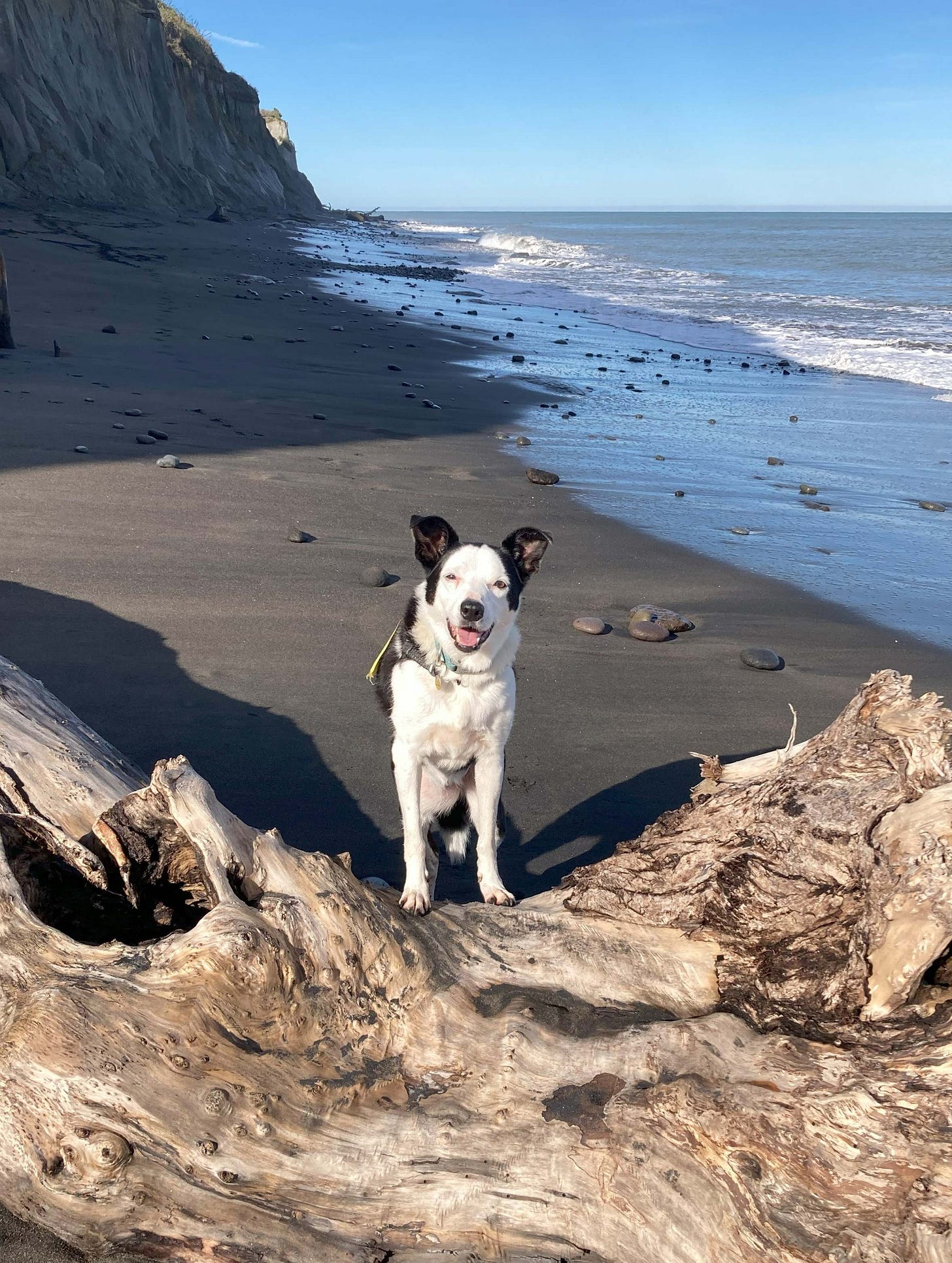 A very happy black and white dog with her front paws on a log, behind her a black-sand beach, cliffs, wild waves and a blue sky.