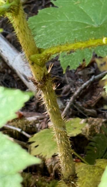 Devil's Club has sharp thorns to keep intruders away. It has a long history of medicinal use.