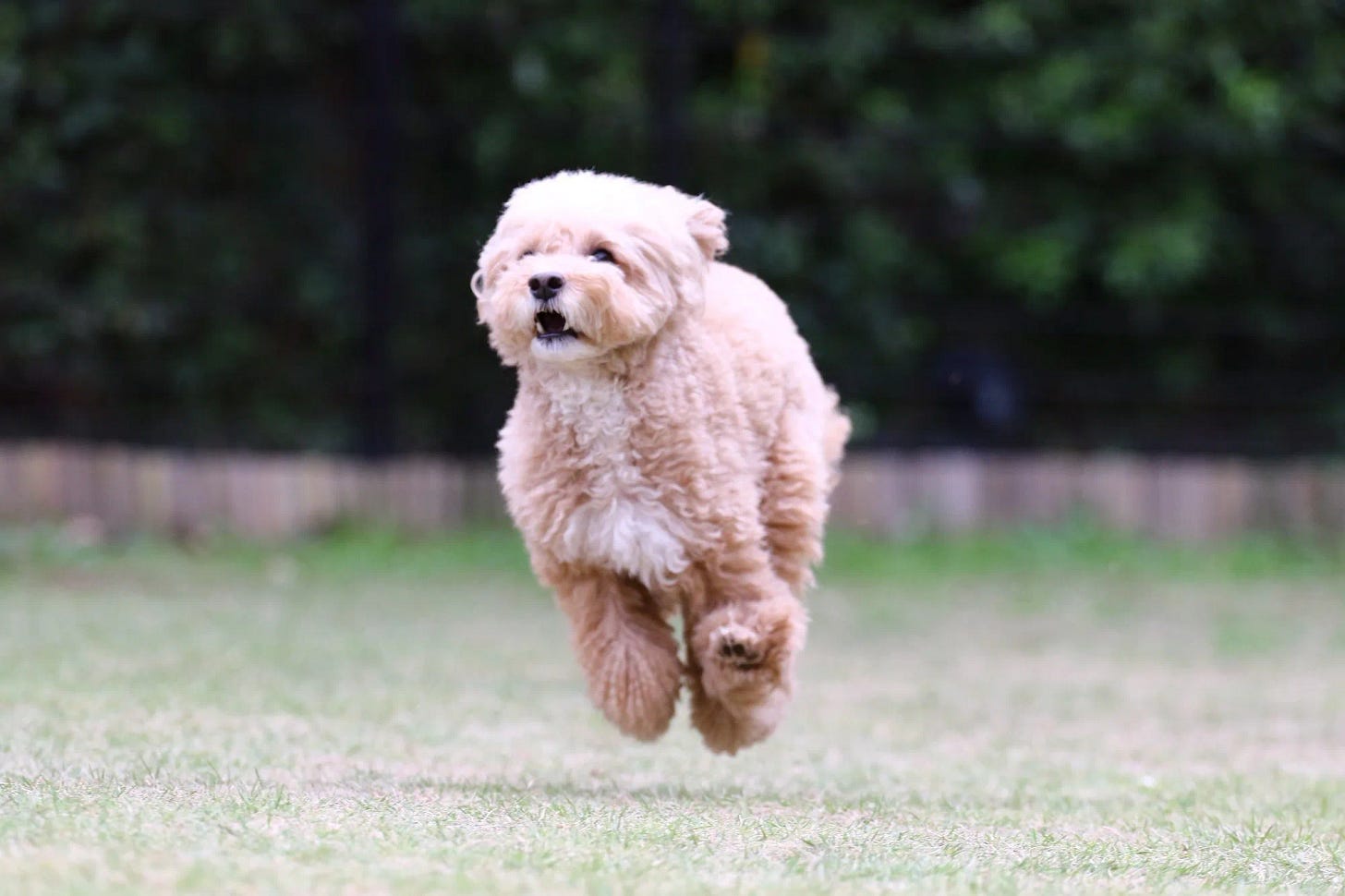 Dog sprinting