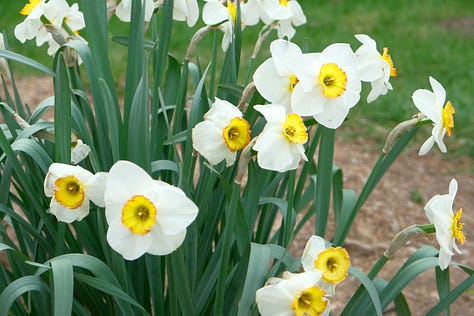 Pictures of blossming flowers