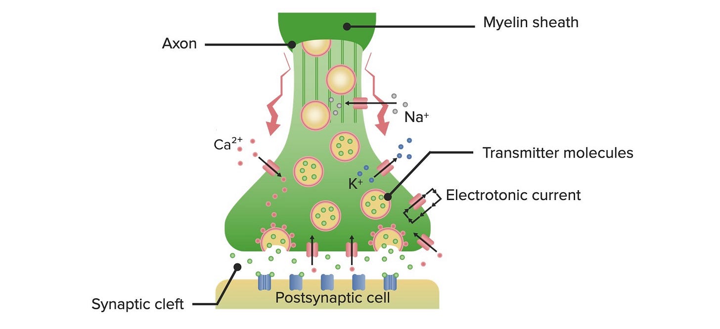 Synapses and Neurotransmission | Concise Medical Knowledge
