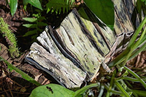 Moldy books, comfrey, light,emergence