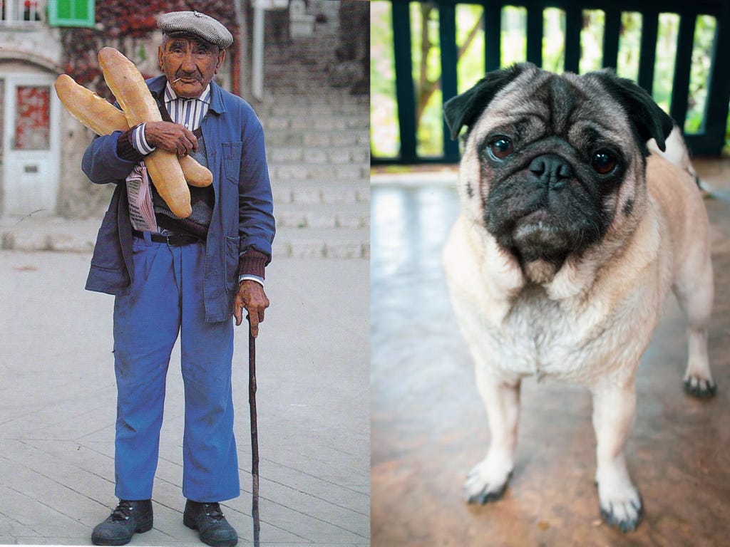 man with baguettes and pug