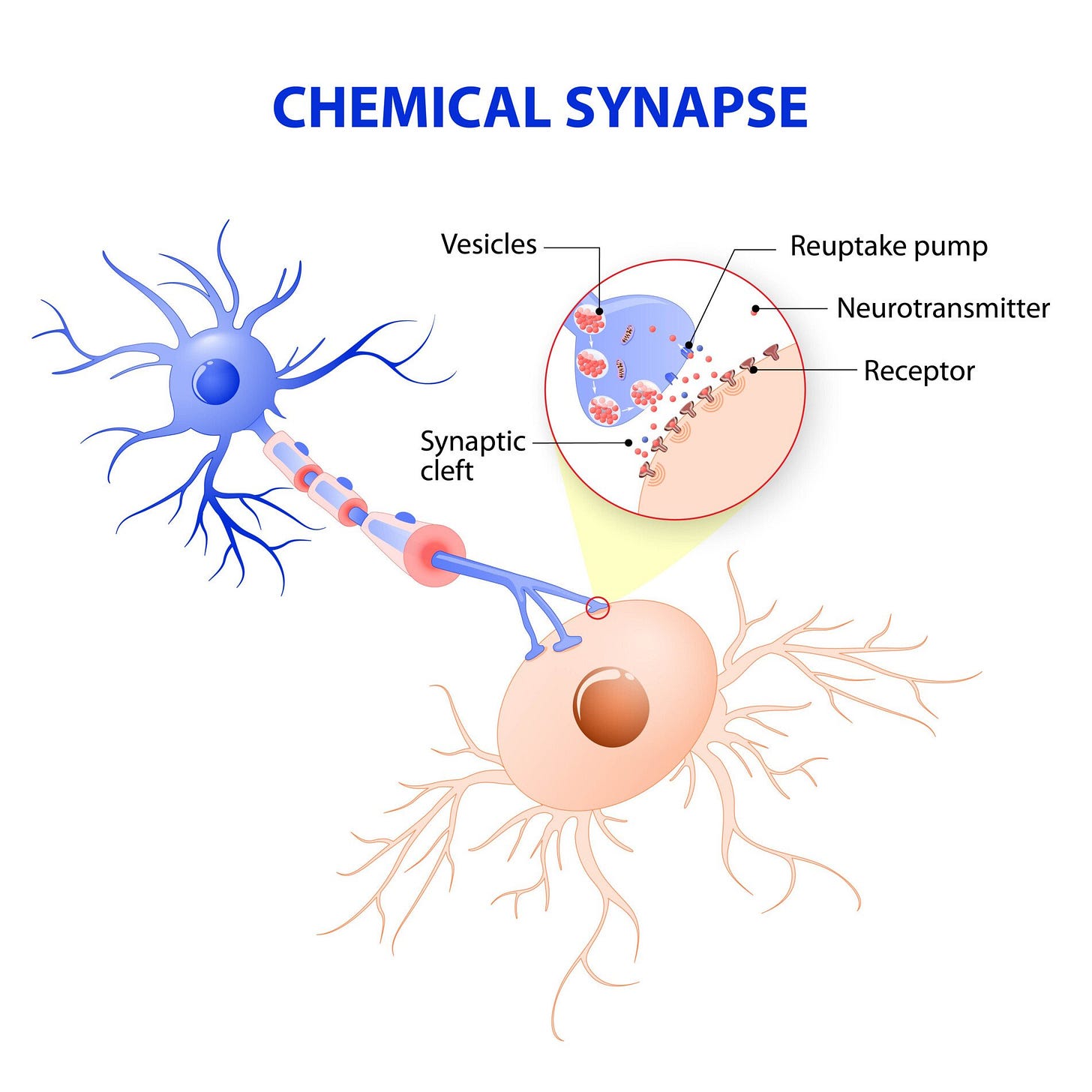 Chemical Vs Electrical Synapse