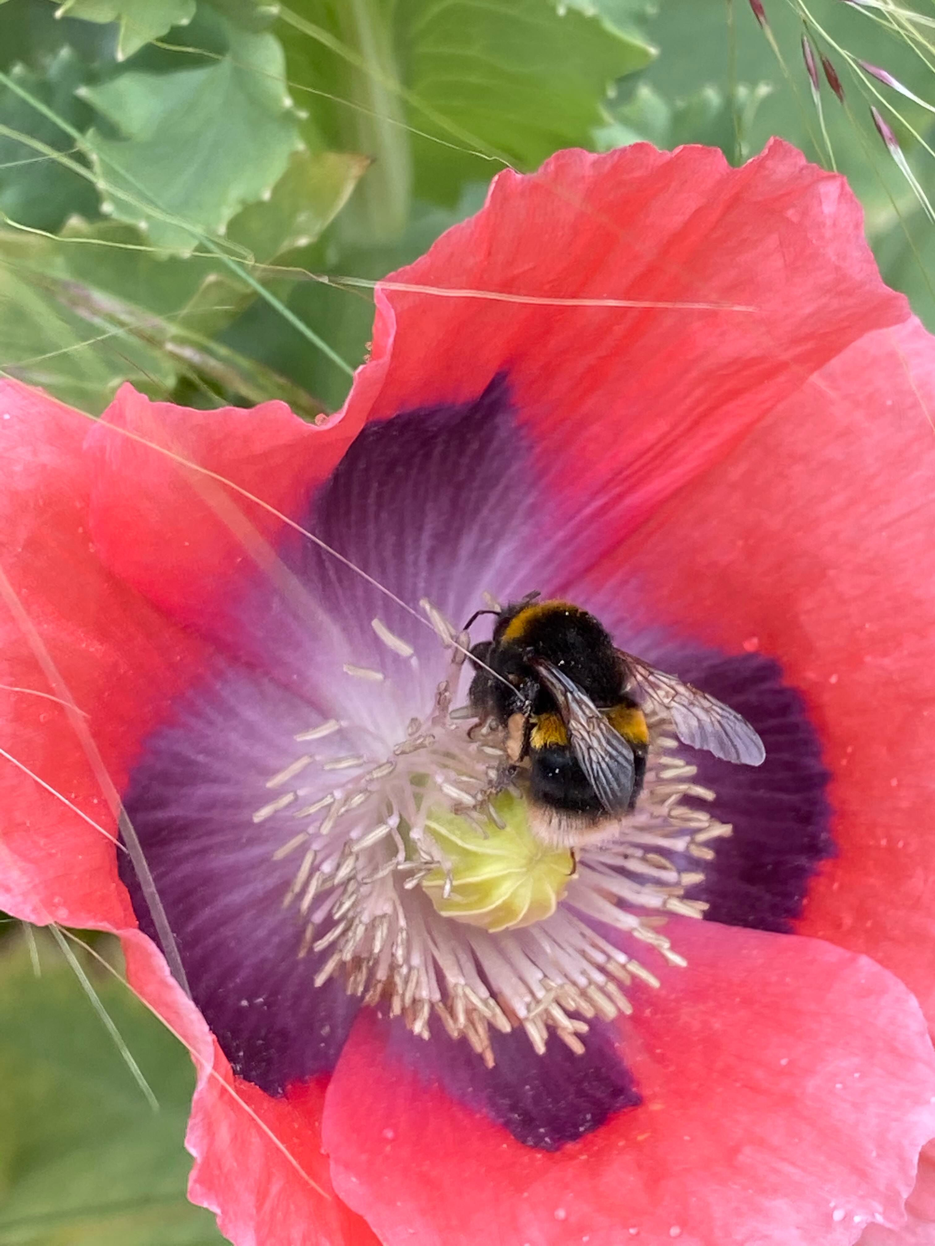 Poppy love - by Clare Foster - Bud to Seed, image size:3024x4032