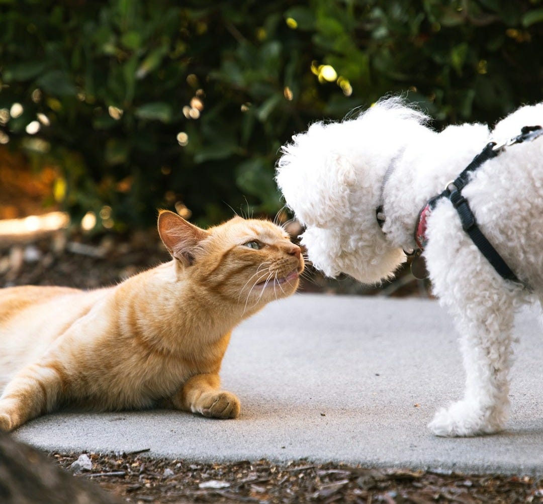 a cat and a dog
