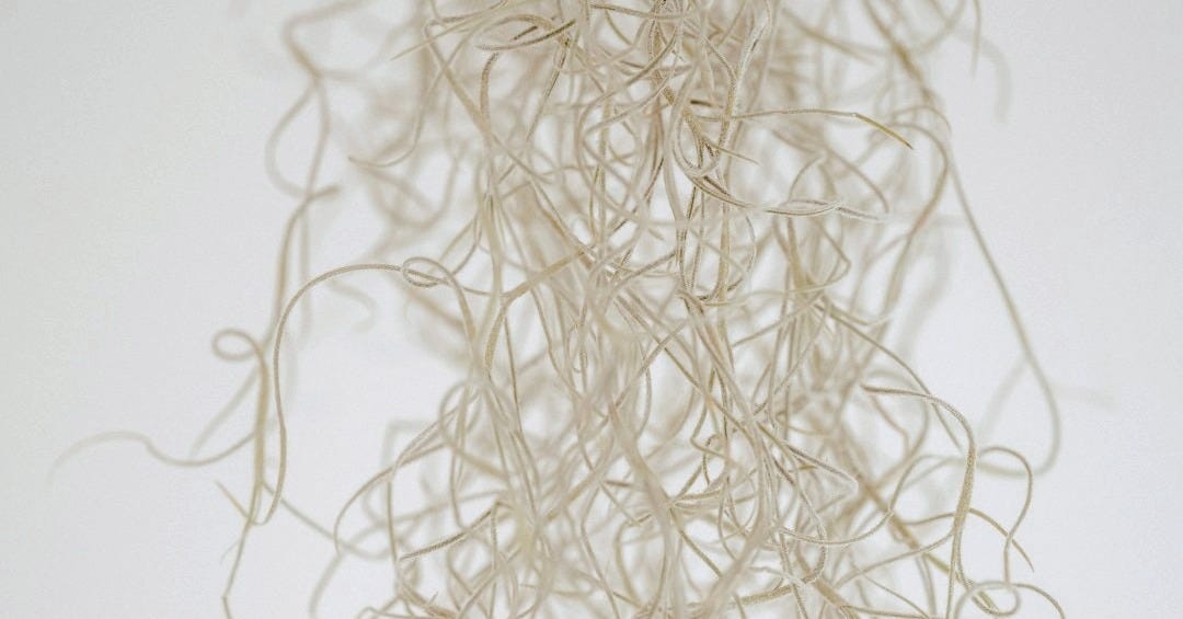 a close up of a tree