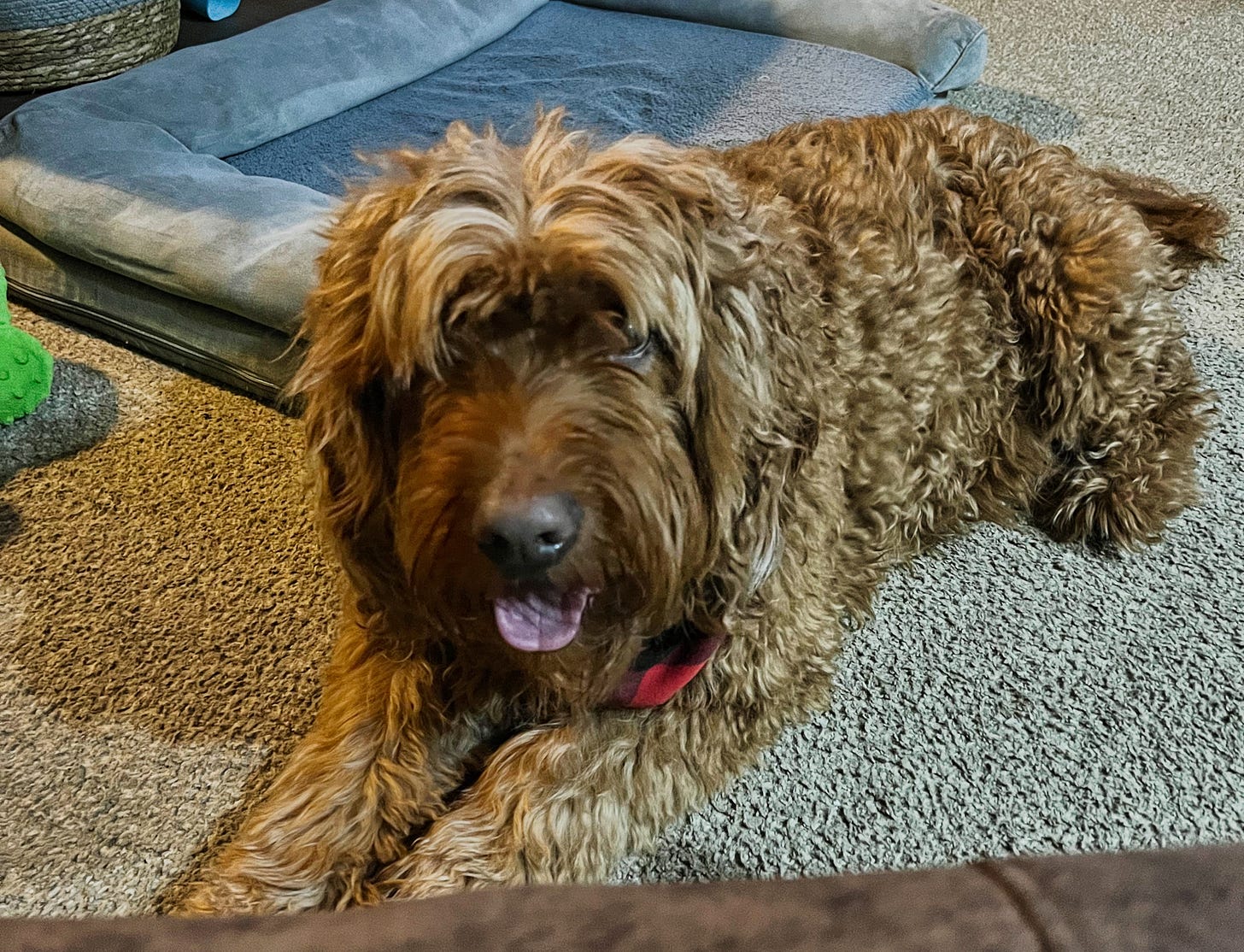 a large, brown shaggy dog relaxes on the carpet with his tongue lolling out in a happy pant a large, brown shaggy dog relaxes on the carpet with his tongue lolling out in a happy pant