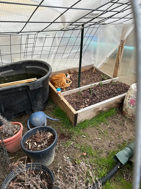 cat in greenhouse