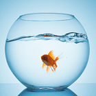 Essay 4: Inside the Bowl