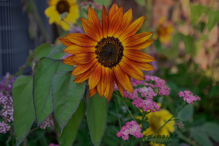 sunflowers in various colors