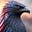 Black Phoenix's avatar