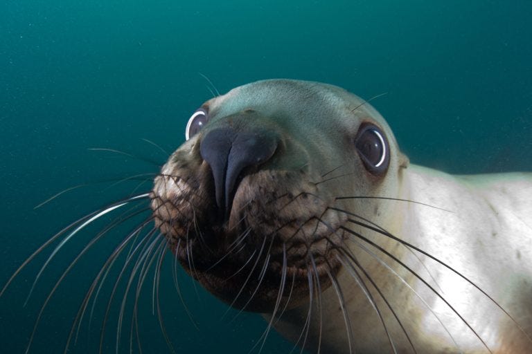 Sea lion Sea lion