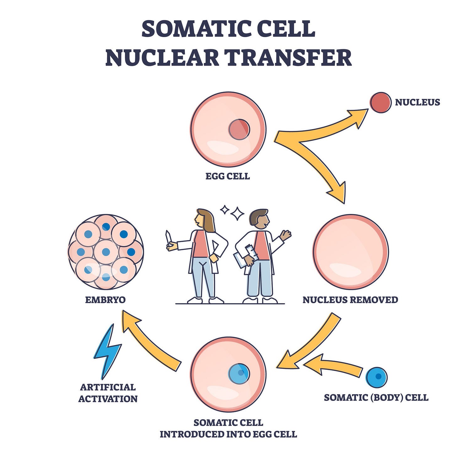 Image of somatic cell nuclear transfer diagram Image of somatic cell nuclear transfer diagram