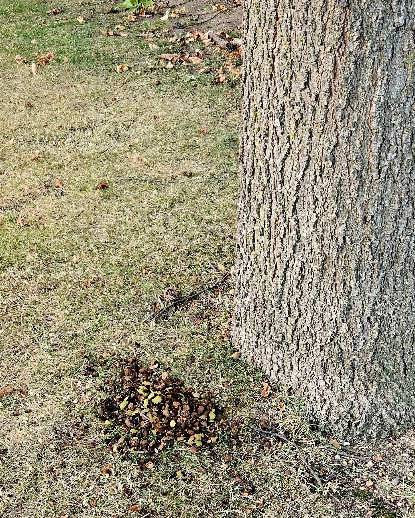 May be an image of woodpecker, tree and grass