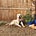 All About Bruno: A Rescue Dog Rehab Story