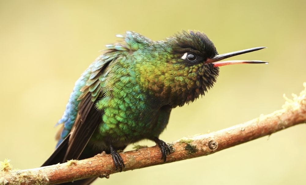 A vibrant hummingbird with iridescent green, blue, and gold feathers perches on a branch with its beak slightly open, set against a soft, light background. It looks fierce and angry.
