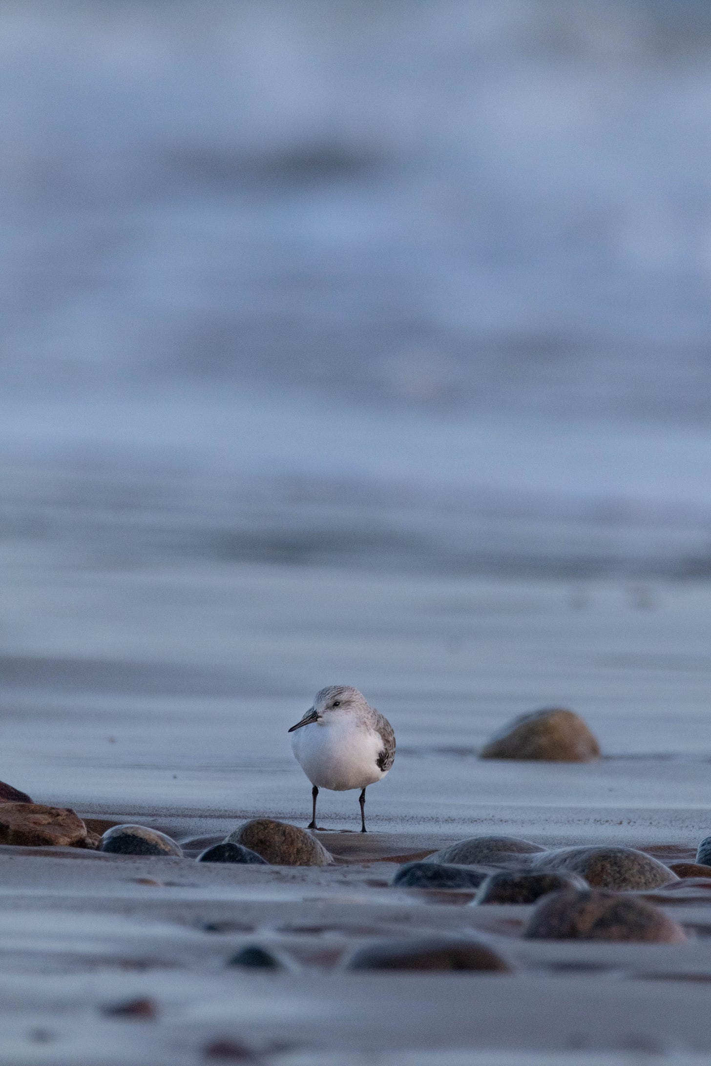 A sanderling in winter plumage standing on a sandy beach.