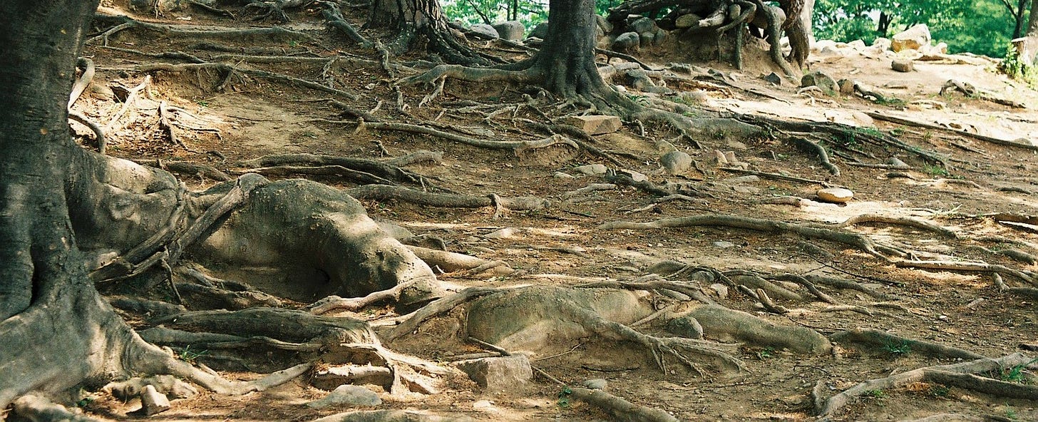 Image is of many large and small roots covering the ground, making it difficult for someone to walk on. Image is of many large and small roots covering the ground, making it difficult for someone to walk on.