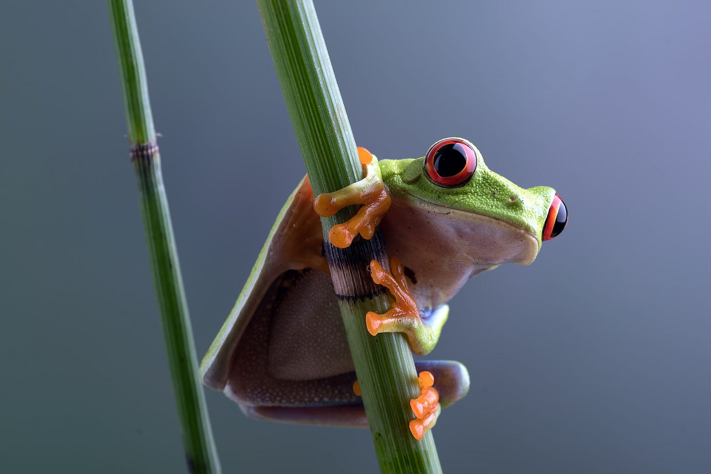 Red-eyed green tree frog with orange feet holding onto a branch
