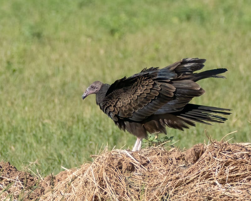 20250911-Marana-149-Edit.jpg 20250911-Marana-149-Edit.jpg