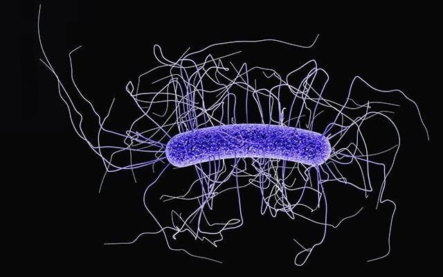 Study addresses genetic diversity of Clostridioides difficile using systems  biology technique