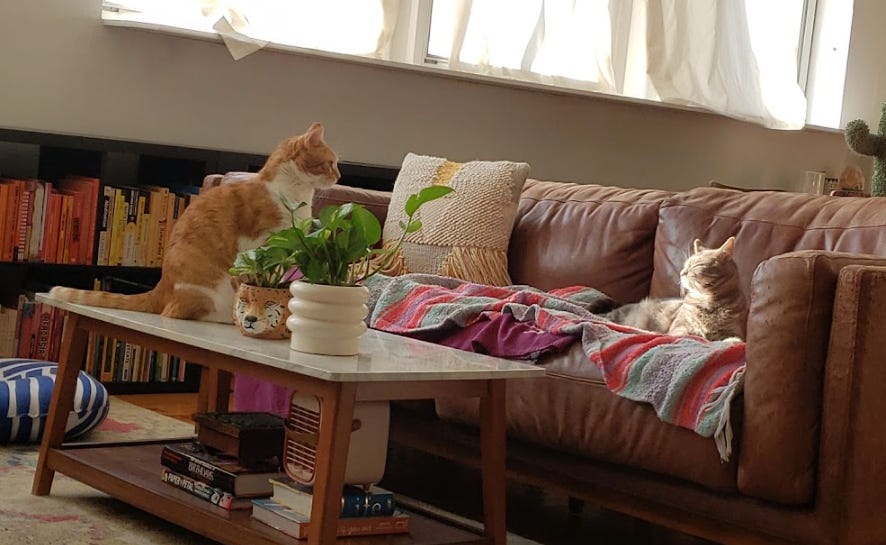 A picture of melly's two cats, Sunshine and Charlie. Sunshine is orange and white and sits on a white coffee table facing Charlie, who is lying on a brown sofa with his eyes closed and the sun shining in his face. A picture of melly's two cats, Sunshine and Charlie. Sunshine is orange and white and sits on a white coffee table facing Charlie, who is lying on a brown sofa with his eyes closed and the sun shining in his face.