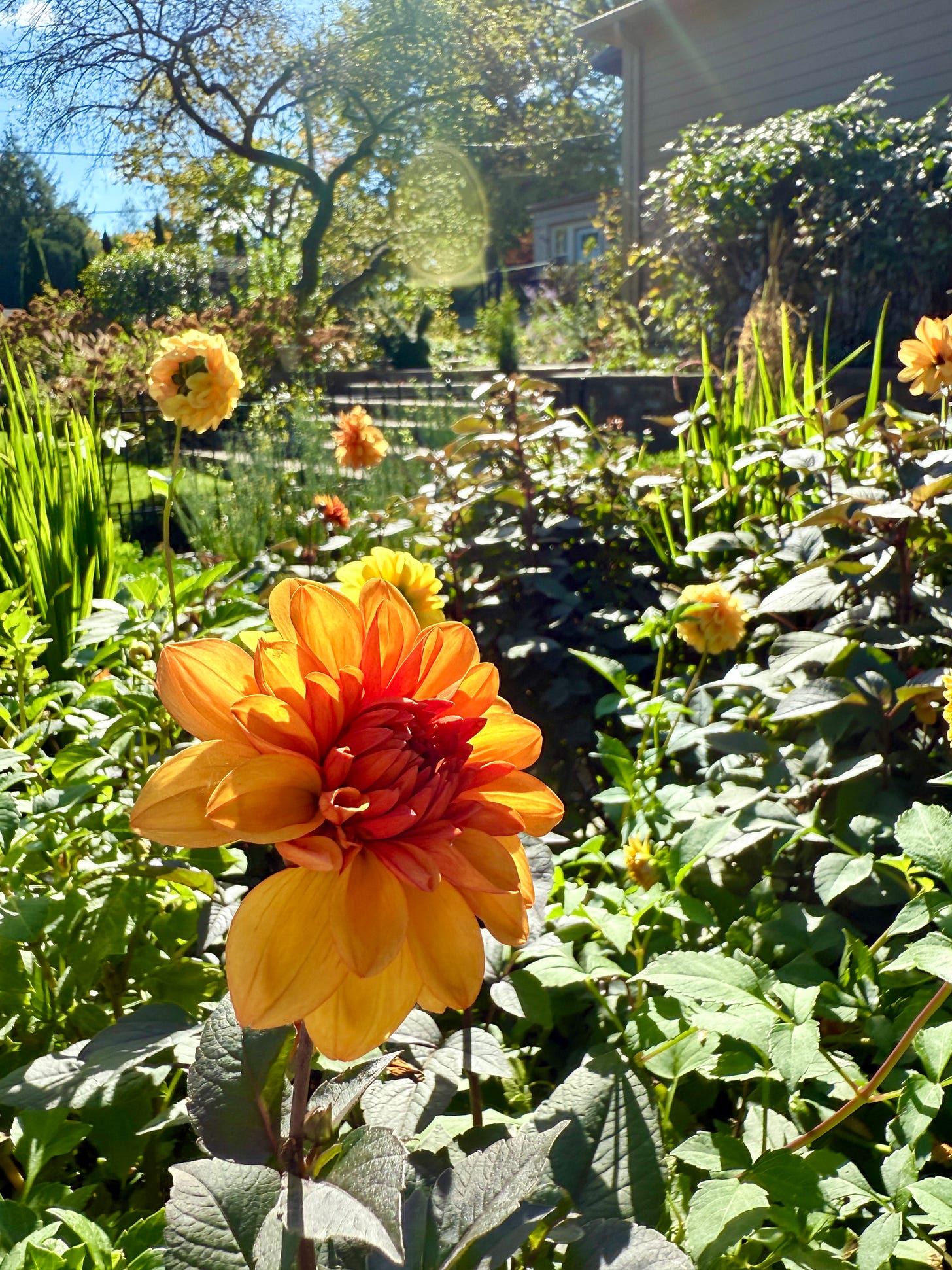 Dahlia ‘David Howard’ has multiplied well for me in the past year. It is a beauty. 