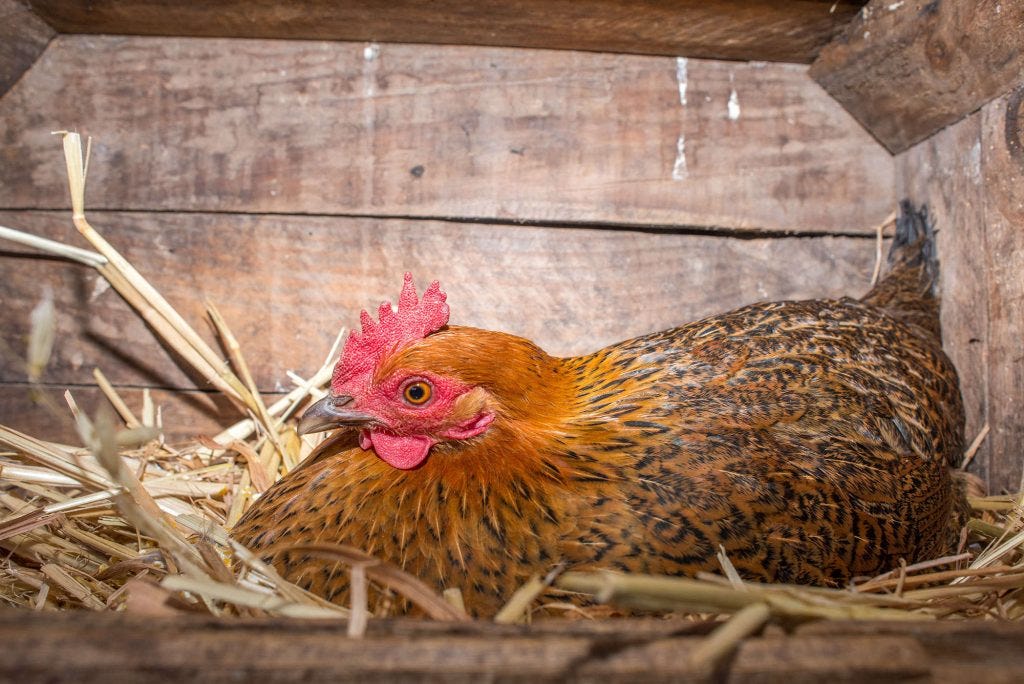 Best Chicken Nesting Laying Boxes - My Favorite Chicken