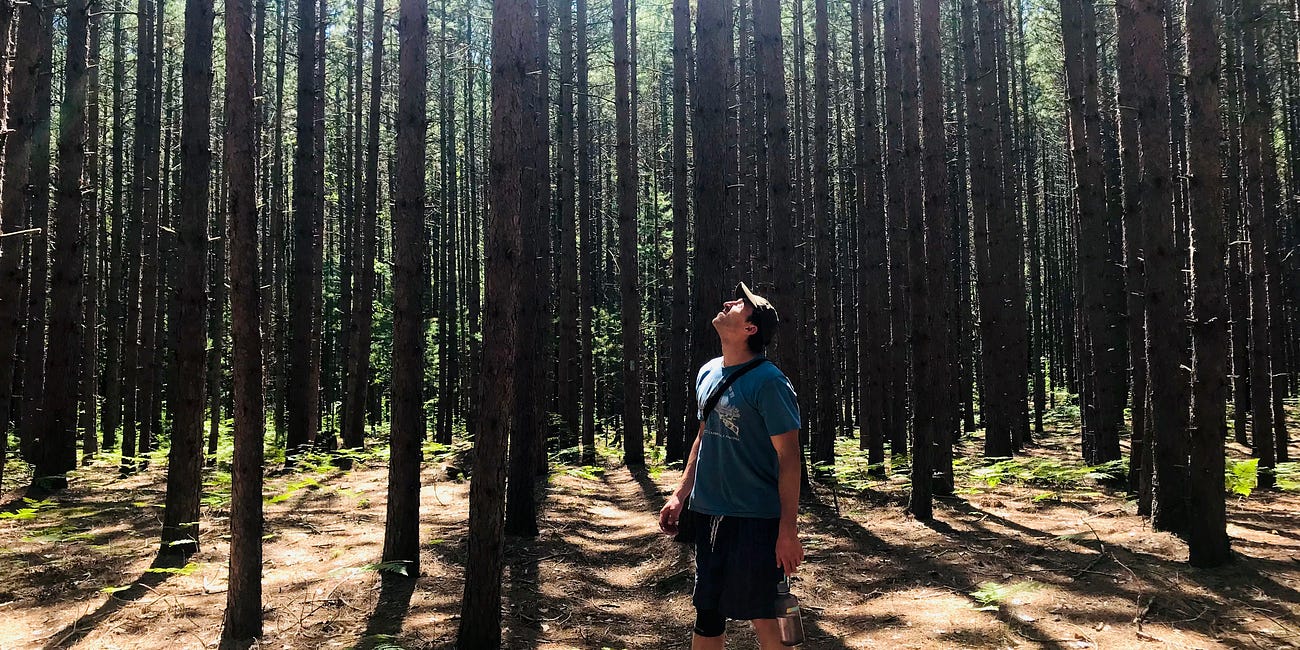 You Don’t Win Democracy Like You Win a Campaign. You Sustain It Like You Cultivate a Forest.