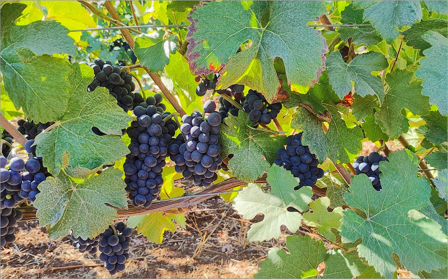 Pinot Noir clusters shaded on the sunny side of the vine.