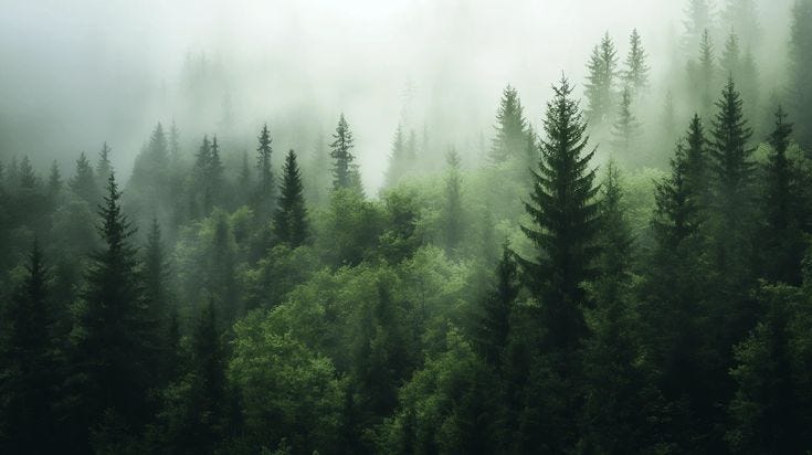 This may contain: a forest filled with lots of green trees covered in fog and smoggy clouds This may contain: a forest filled with lots of green trees covered in fog and smoggy clouds