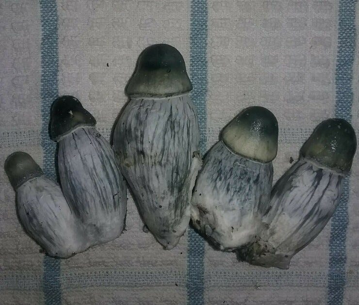 Albino Penis Envy (APE)