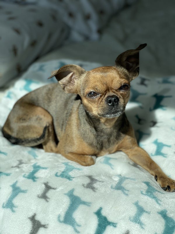 Highlighter favorite MJ enjoys naps, doing tricks for treats, and peeing in the apartment when his owners, Angelina and Clem, are not around. Want your pet to be featured in the newsletter? hltr.co/pets