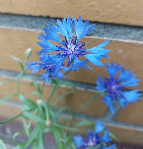 Summer flower pictures