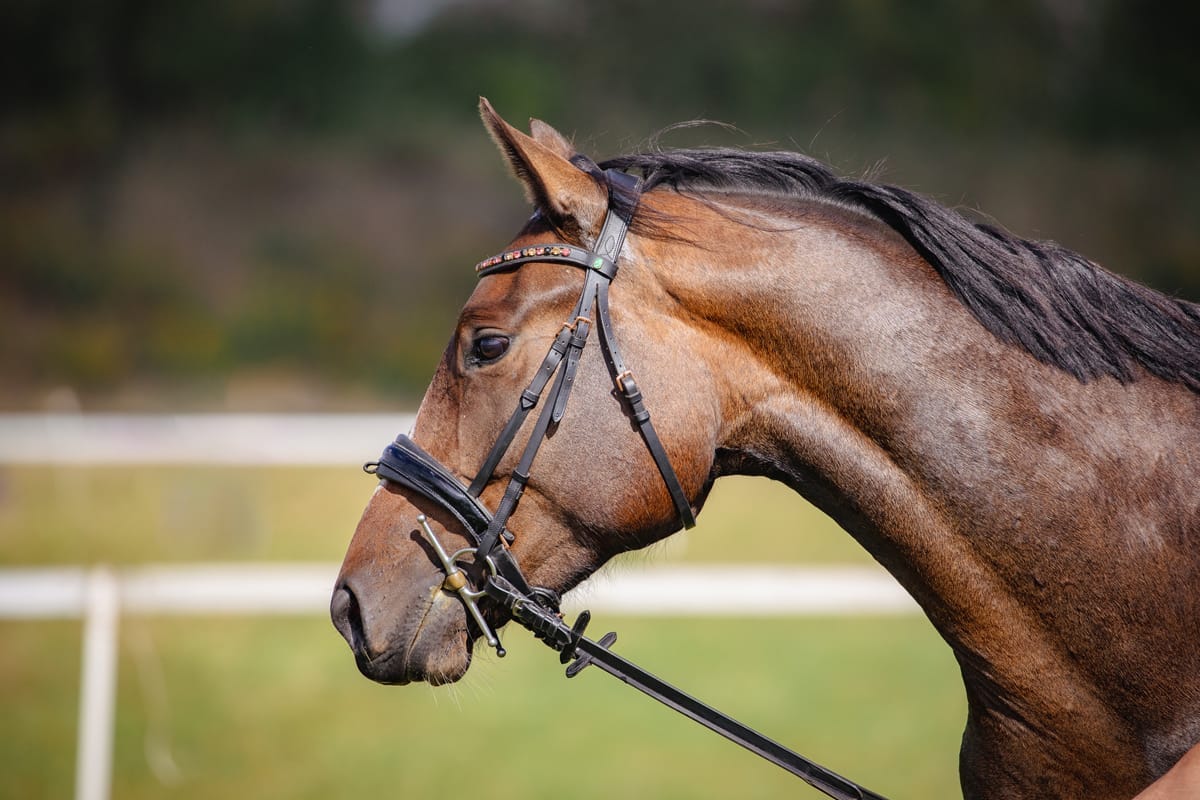 horse's head horse's head