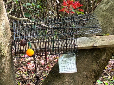 A waterfall, water running along a bamboo-lined road and a black wire cage trap for the Taiwan squirrel